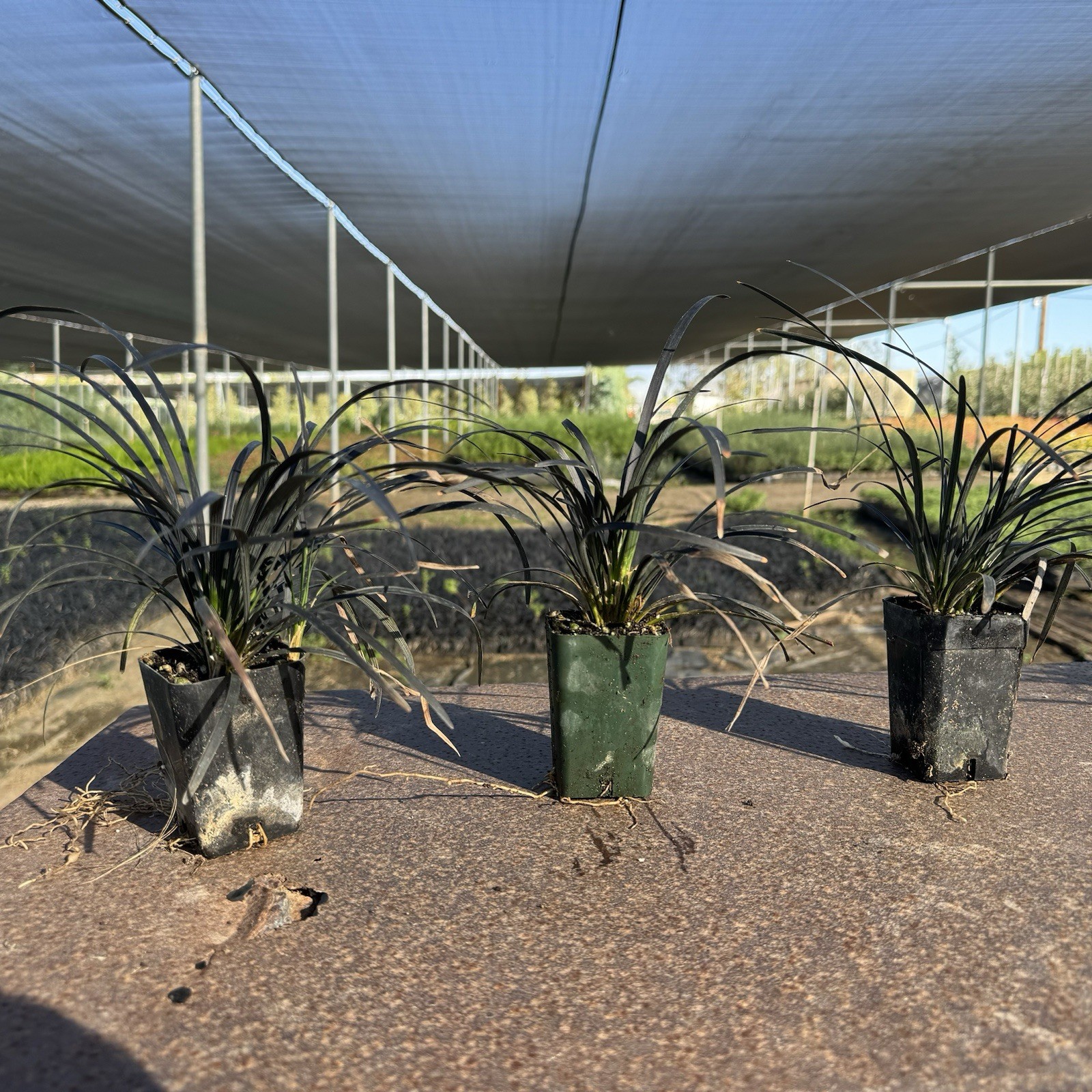 3-PACK, Black Mondo Grass, Ophiopogon planiscapus ‘Nigrescens’, 3 Live Plants