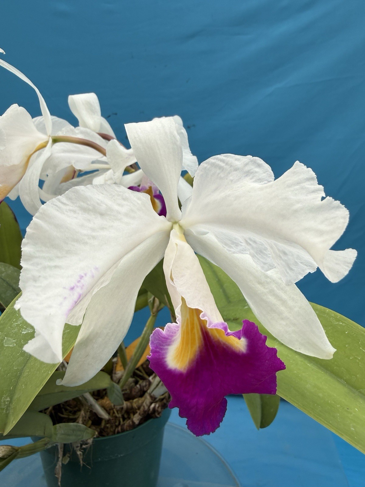 Cattleya trianae Semi Alba ‘R. Seket’ X Semi Alba Flamea Orchid Species 4” RePot