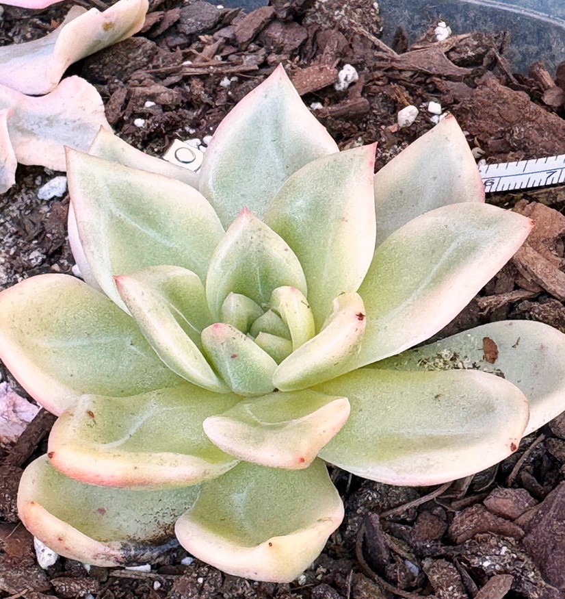 Echeveria ‘Elizabeth’ Variegata 2.8′