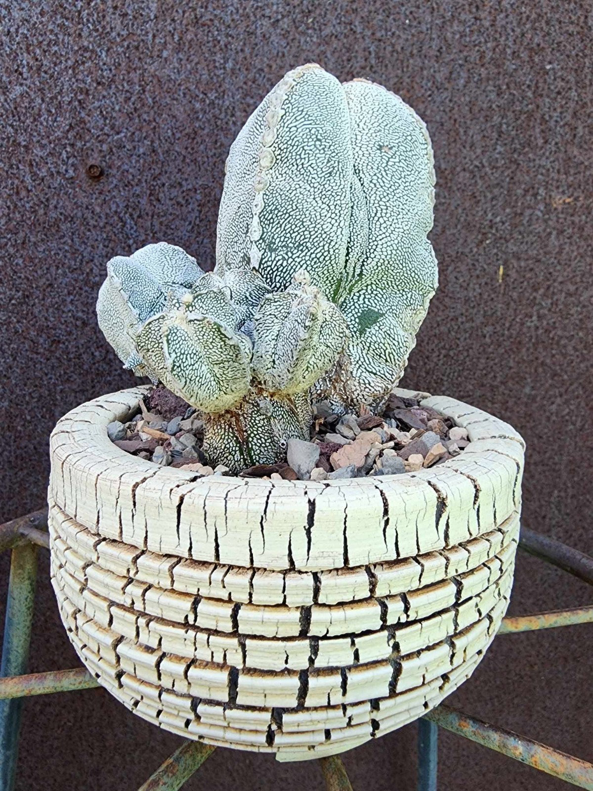 Astrophytum Myriostigma cv. Onzuka with pups! Rare Cactus – Japan – Exact