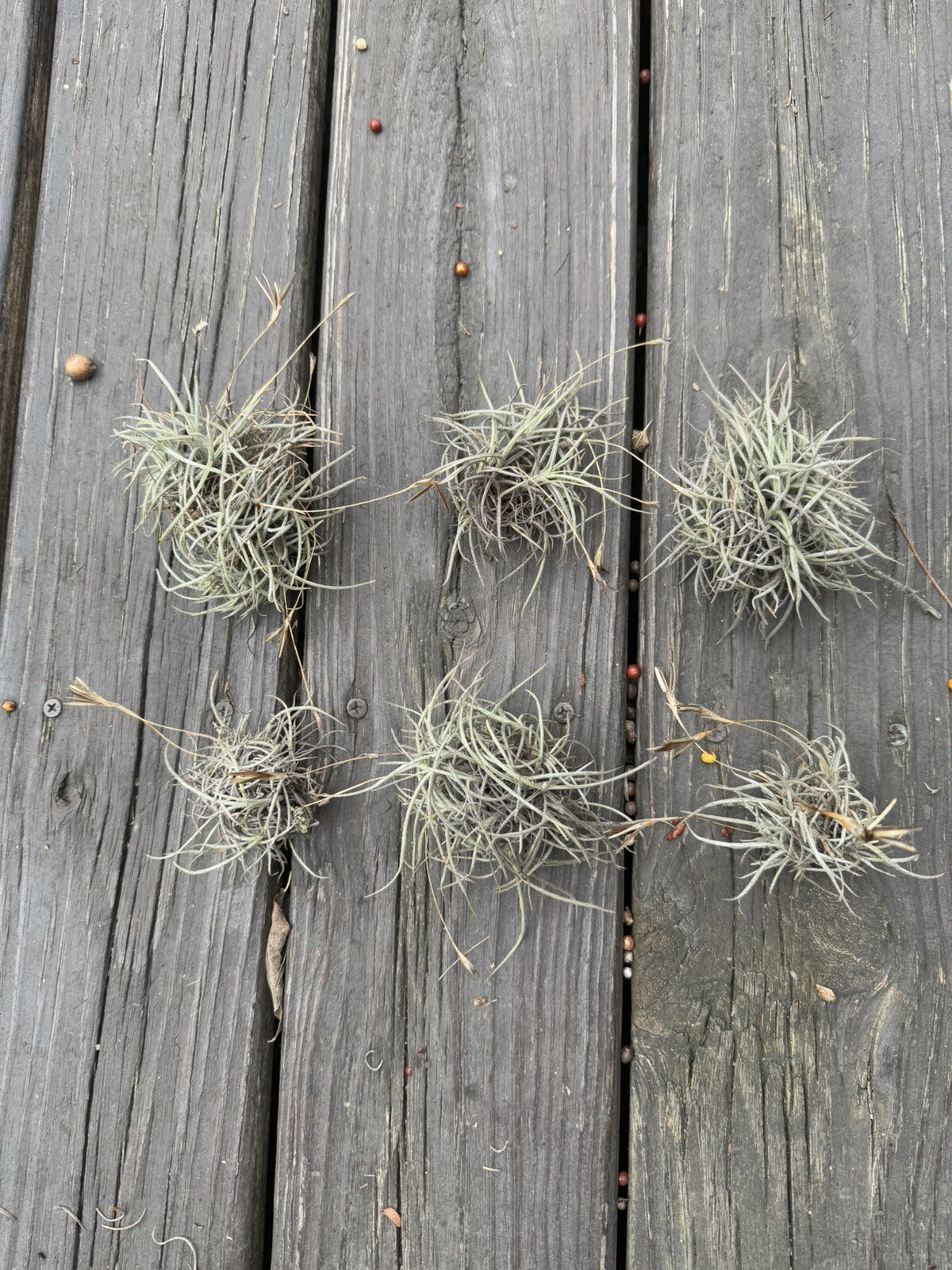 6 Tillandsia Recurvata Ball Moss Airplant Texas Naturally Grown Wild
