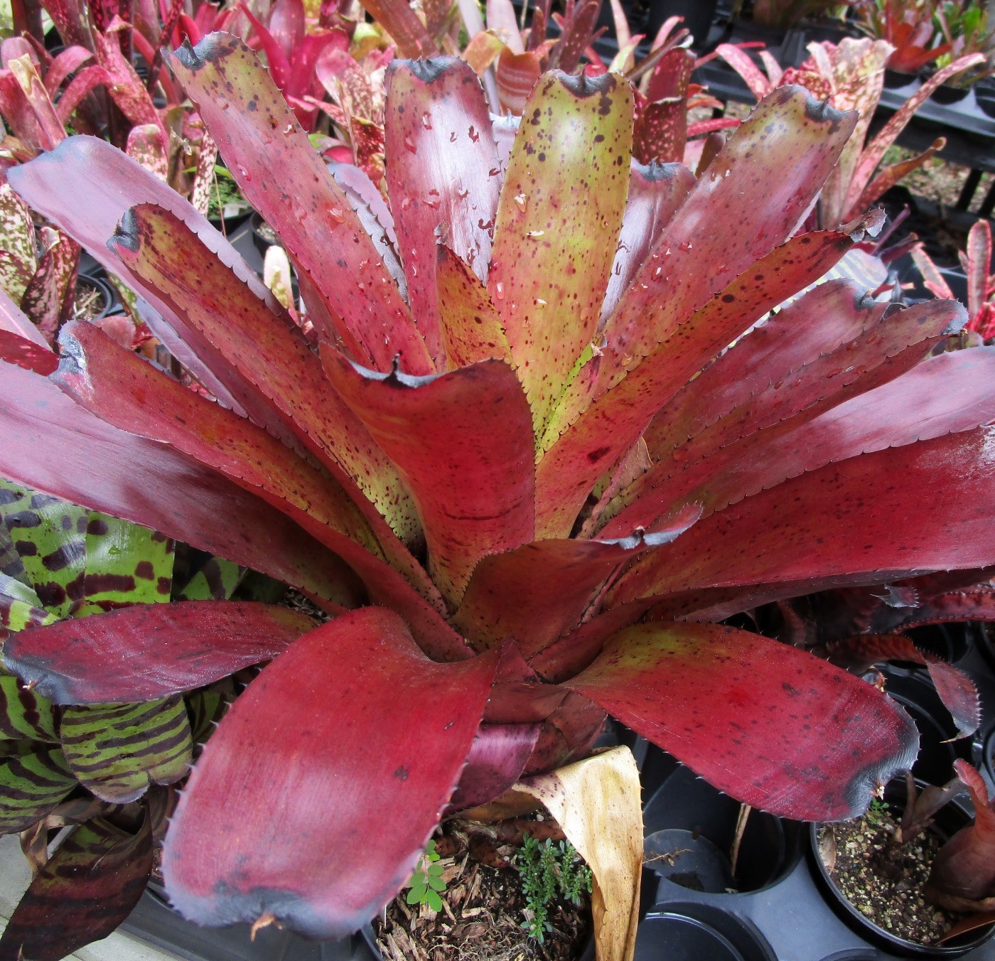BUY 4 SAVE 15% BROMELIAD Neoregelia DIVERSIFICATION Offset – A Rainbow Hybrid