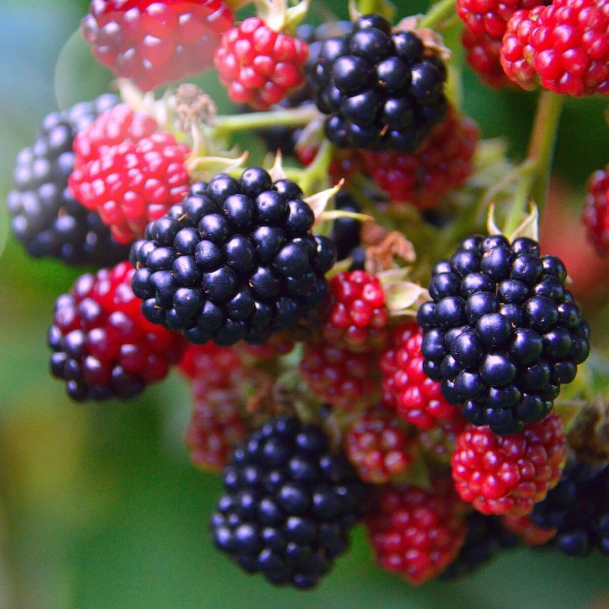 Ponca Blackberry Thornless Plants, 2 years old, 1 gallon potted. Shipping Now!