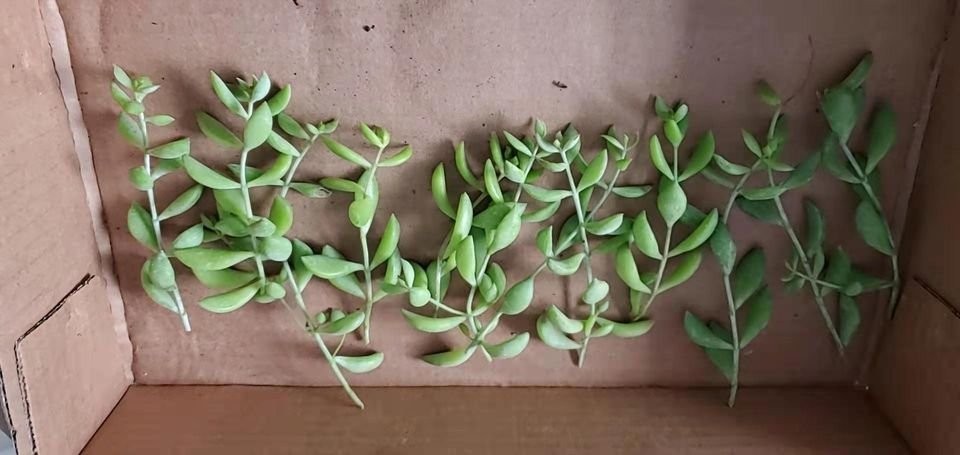 Succulent Cotyledon pendens 3 pcs unrooted cuttings -Live Plant