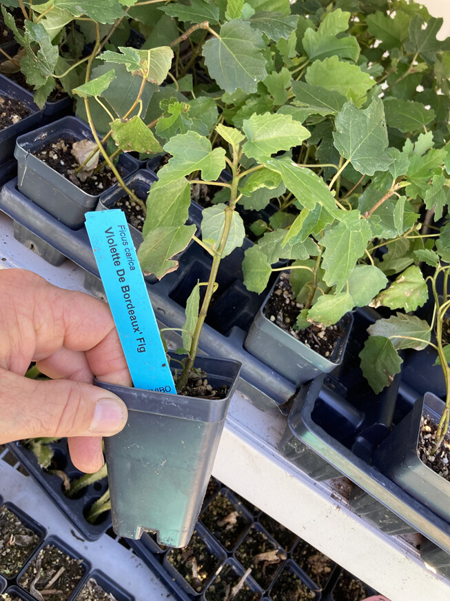 Violette de Bordeaux Fig Tree – Self Fertile