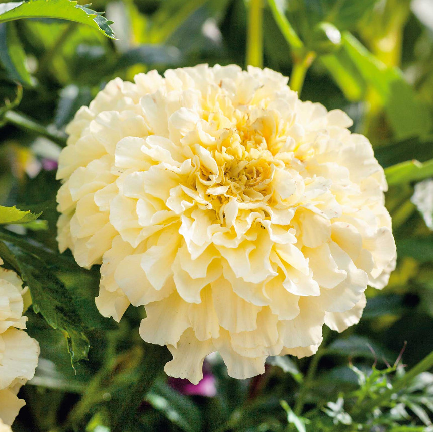 African Marigold MOONLIGHT Dwarf 18″ Huge Flowers Beneficial Non-GMO 50 Seeds