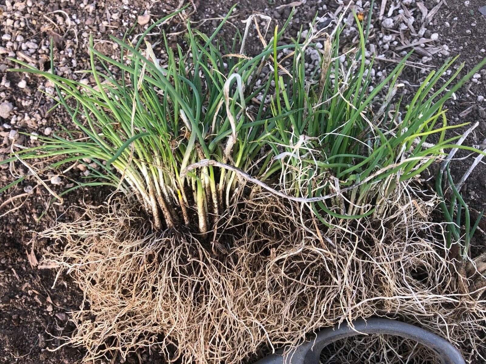 ONION CHIVES, ORGANIC, 60+ BULBS, PURLY 2+Years Old Plants