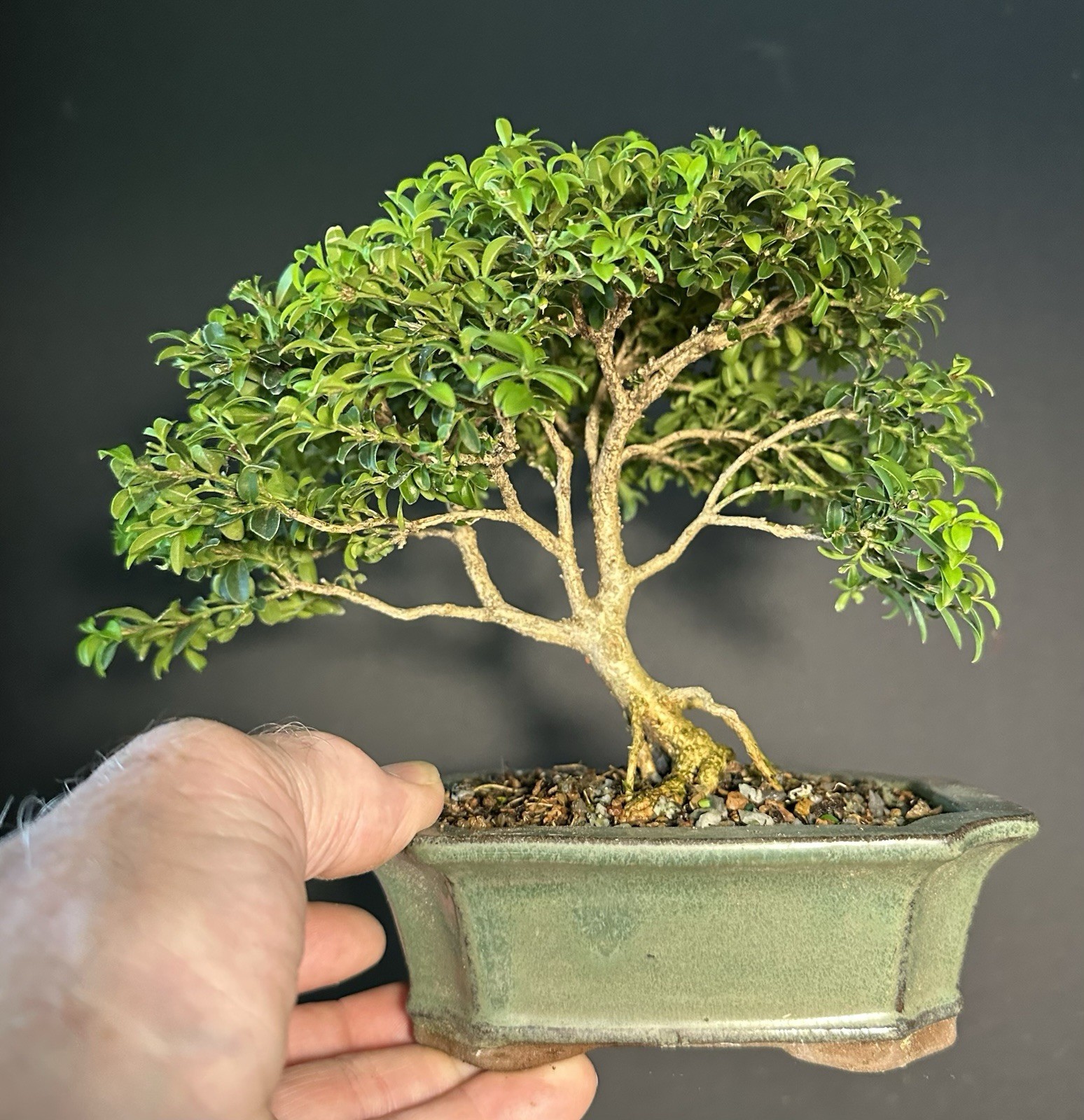 Bonsai Tree Kingsville Boxwood 7 1/4” Tall, 10-14 Years Old, Glazed Chinese Pot