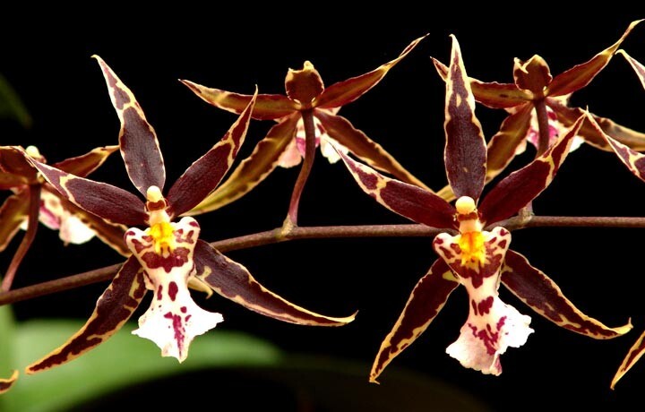 Brassidium Golden Gamine ‘White Knight’, Orchid Plant Shipped in 2.5″ Pot.