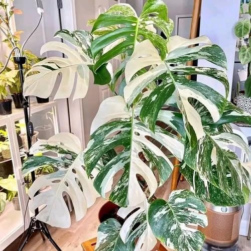 70pcs Variegated Monstera Seeds – Green & White Tropical Foliage Plant Seeds …