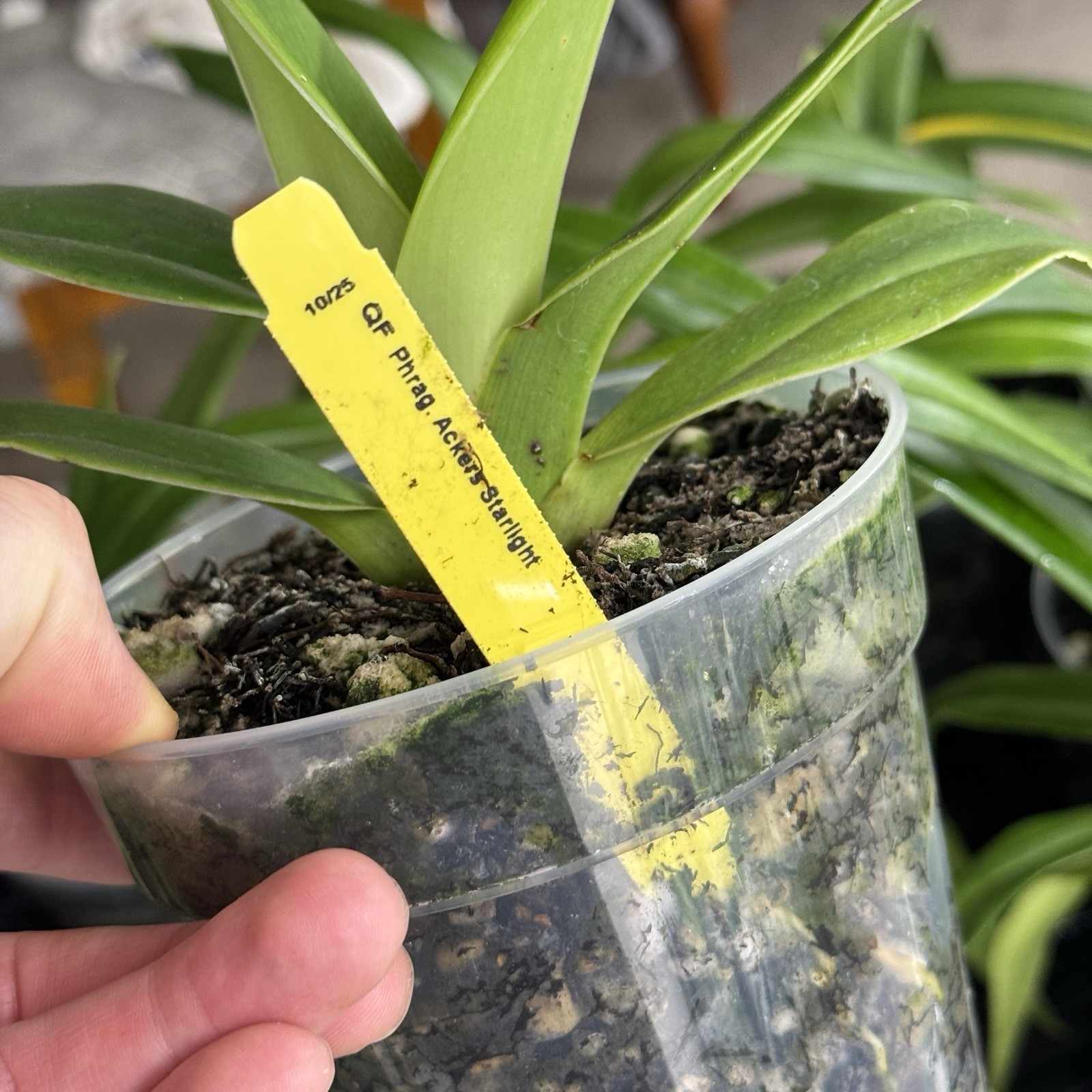 Phragmipedium Acker’s Starlight Blooming Size Slipper Orchid
