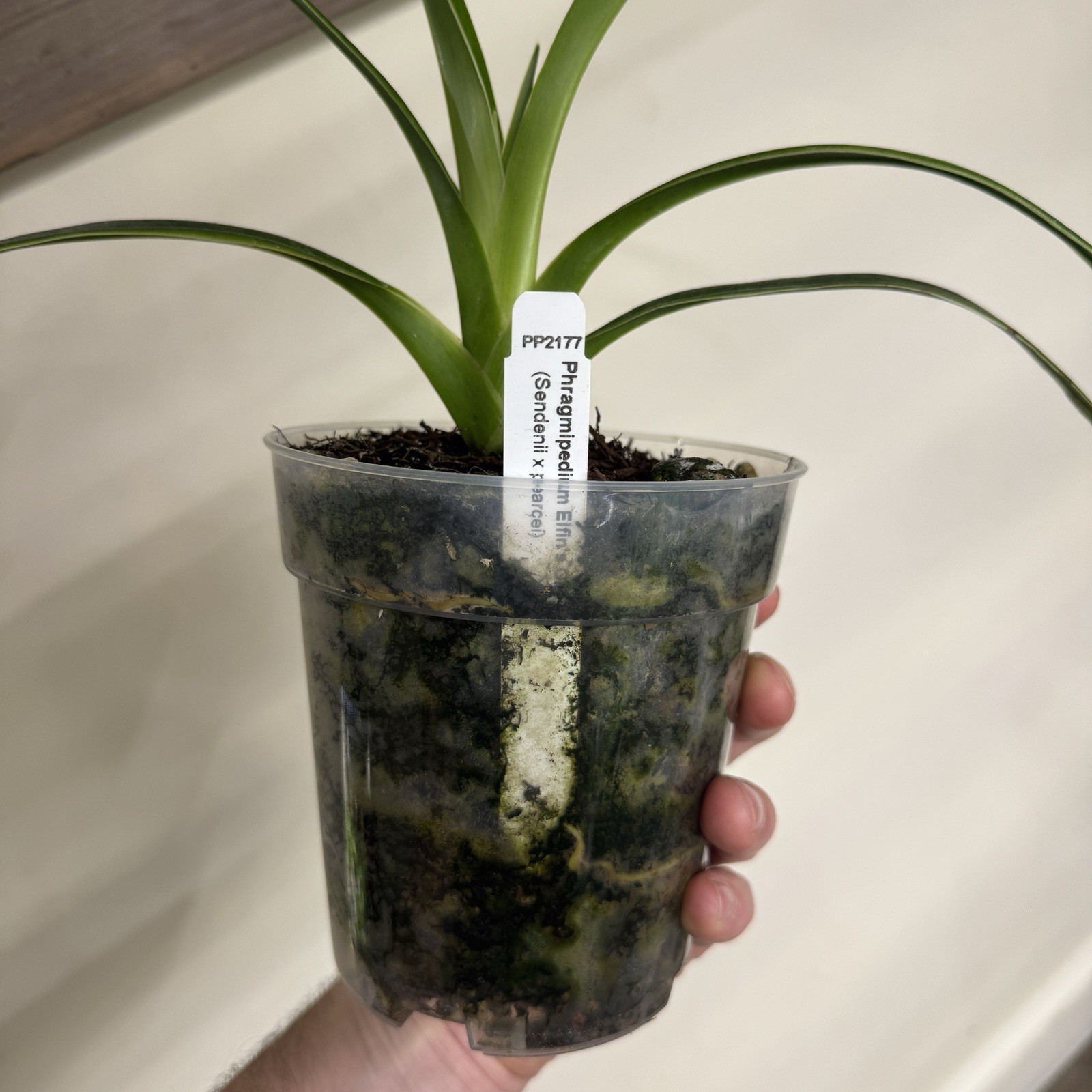 Phragmipedium Elfin’s Gift Slipper Orchid In Low Spike
