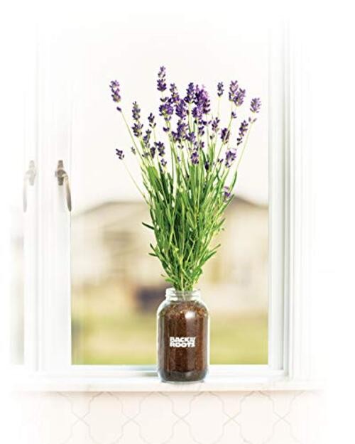 Organic Year Round, Windowsill Indoor Garden Kit Lavender