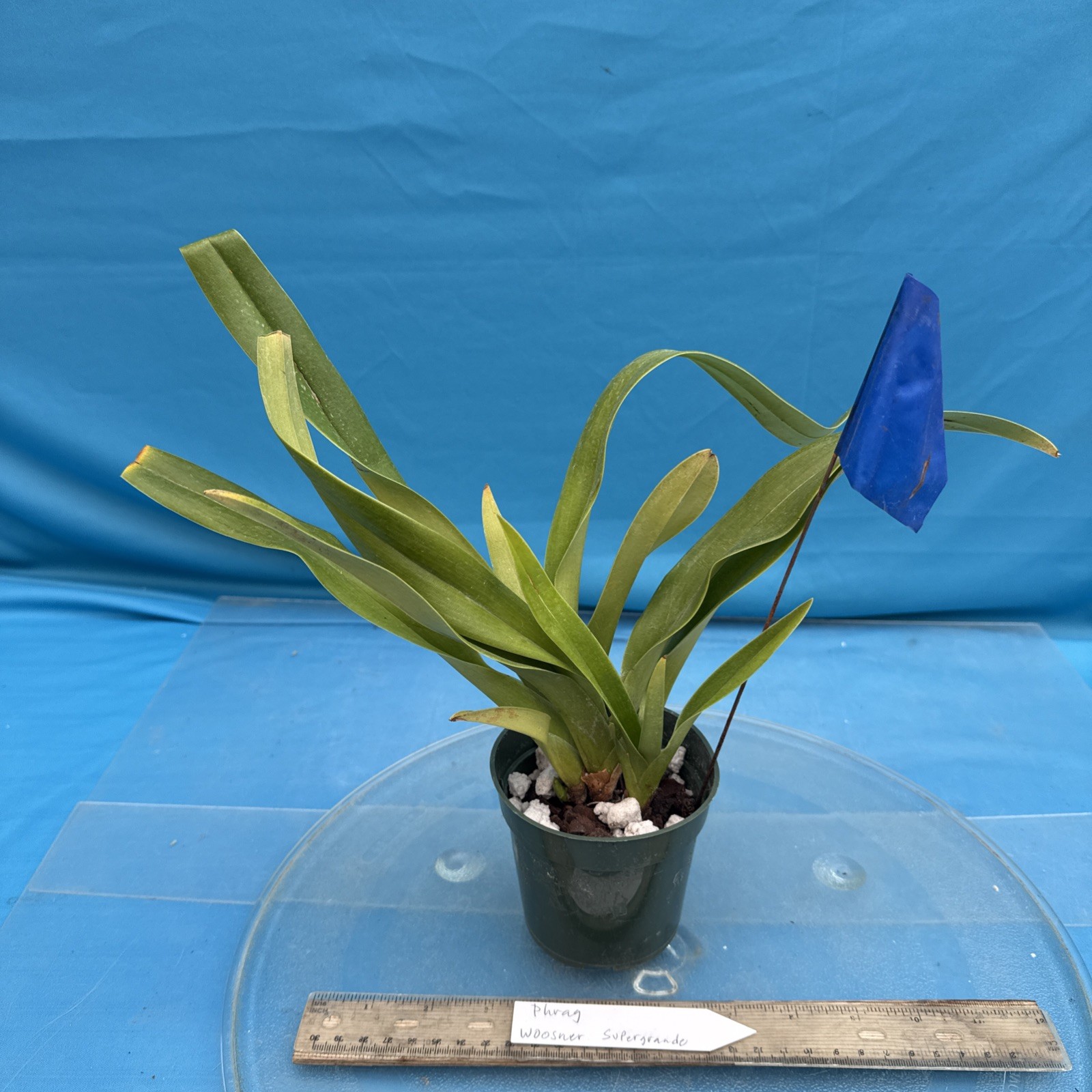 Phragmipedium Wossner Supergrande Olive Green Red Orchid 3 Growths 3.5” Pot