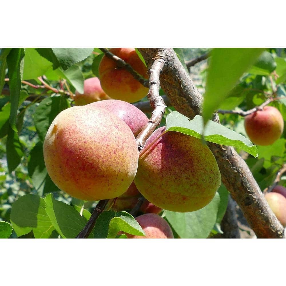 Dwarf Moorpark Apricot Tree – Largest and Sweetest Apricots (Bare-Root, 3 ft. to