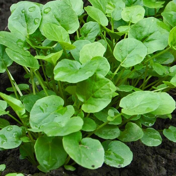 Upland Cress Seeds | Non-GMO | Herb Seeds | Seed Store | Free Shipping | 1156