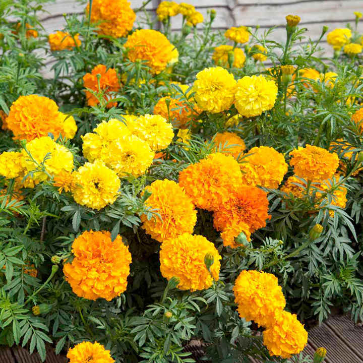 300+ Marigold, African “Crackerjack Mix” Seeds 24-30 Inches US SELLER NON-GMO