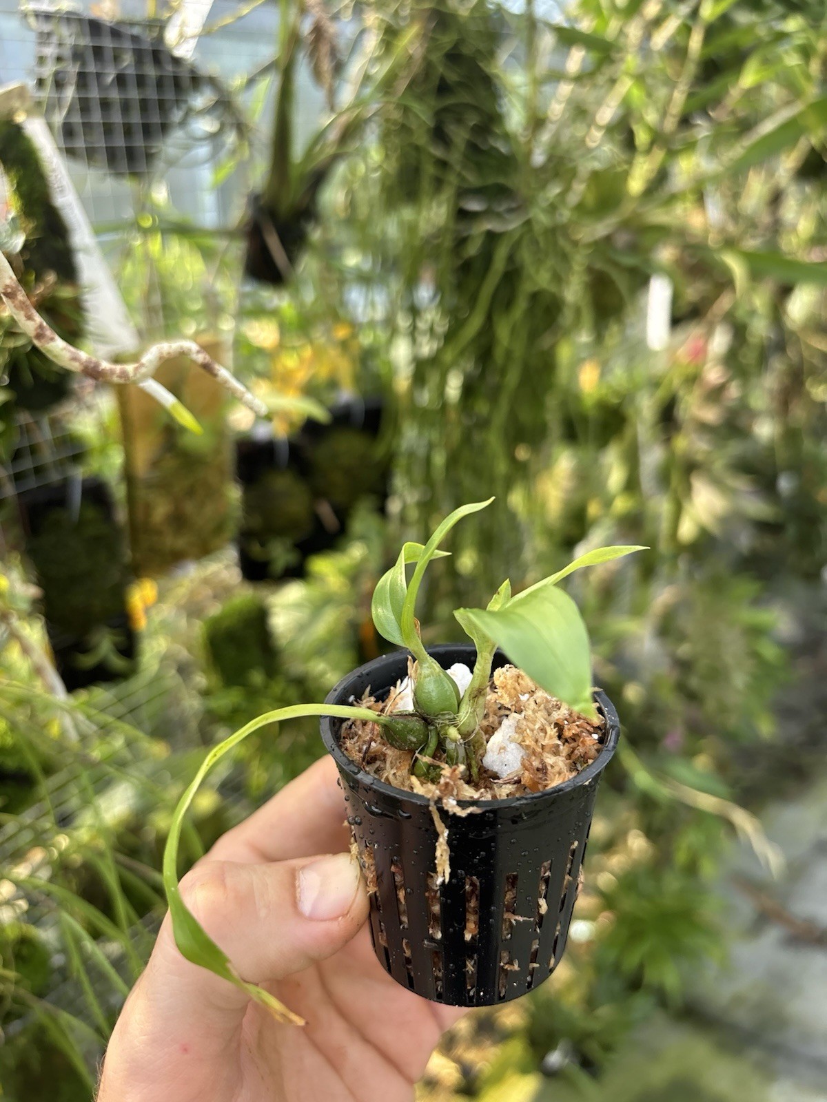 Stanhopea hernandezii Fragrant Mexican Orchid Species Seedling