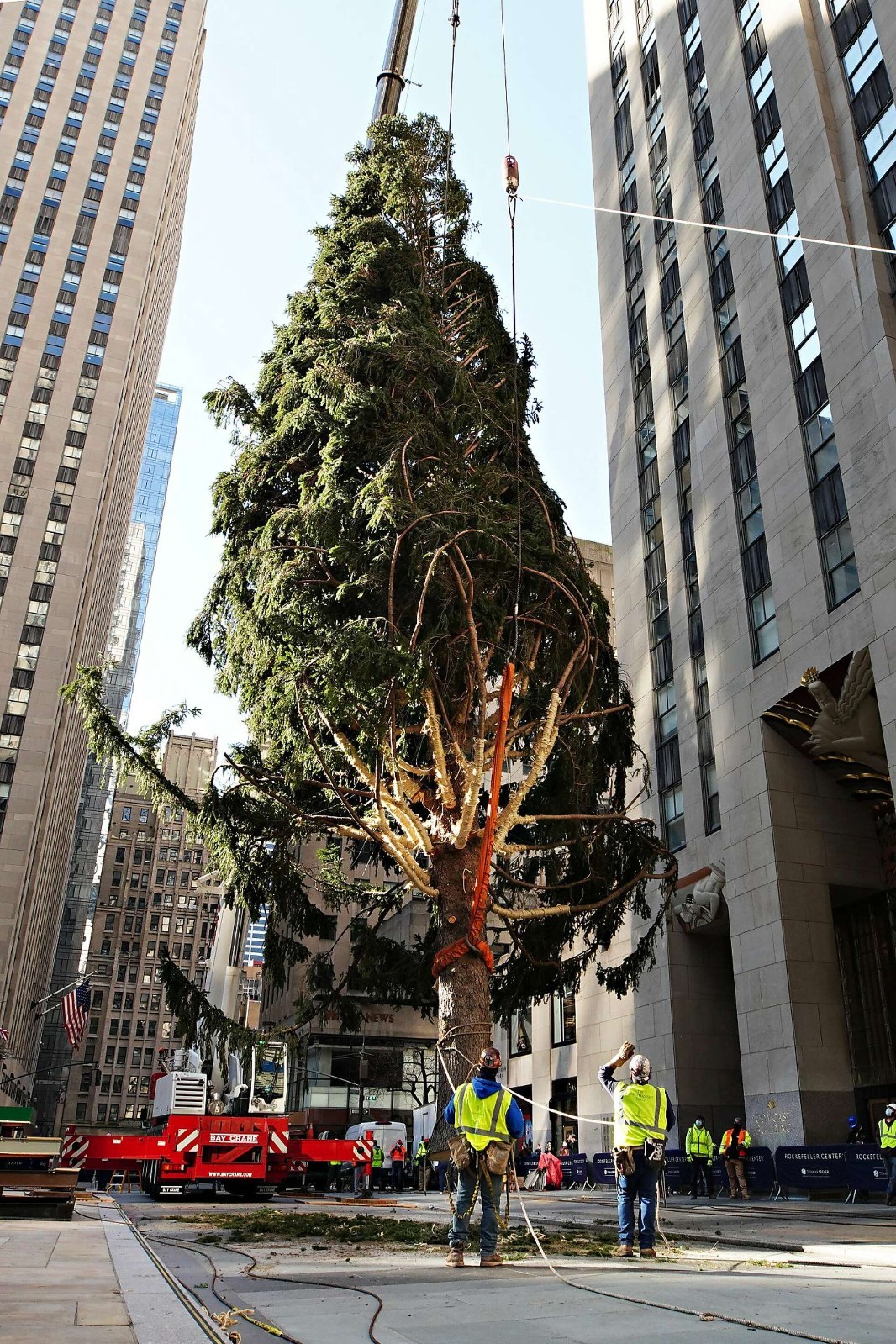 Rockefeller Christmas Tree Norway Spruce Seeds Plant Your Own