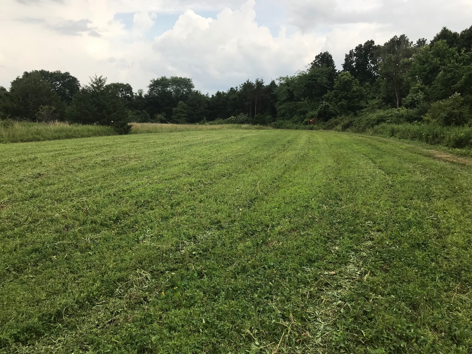 Food Plot Seed Mix Alfalfa, Clover, Chicory Deer/Turkey – Spring/Fall 1 Acre