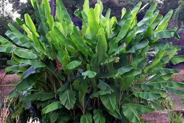 10 Pink Dwarf Banana Tree Fruit Plant Seeds (Musa velu.) Rare Fast Hardy-Zone 7b