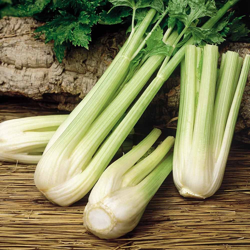 1500+ Golden Self Blanching Celery Seeds — Heirloom — Organic — FRESH