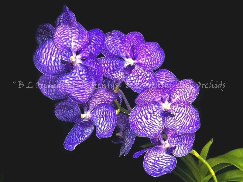 Vanda coerulea “Blue Moon”