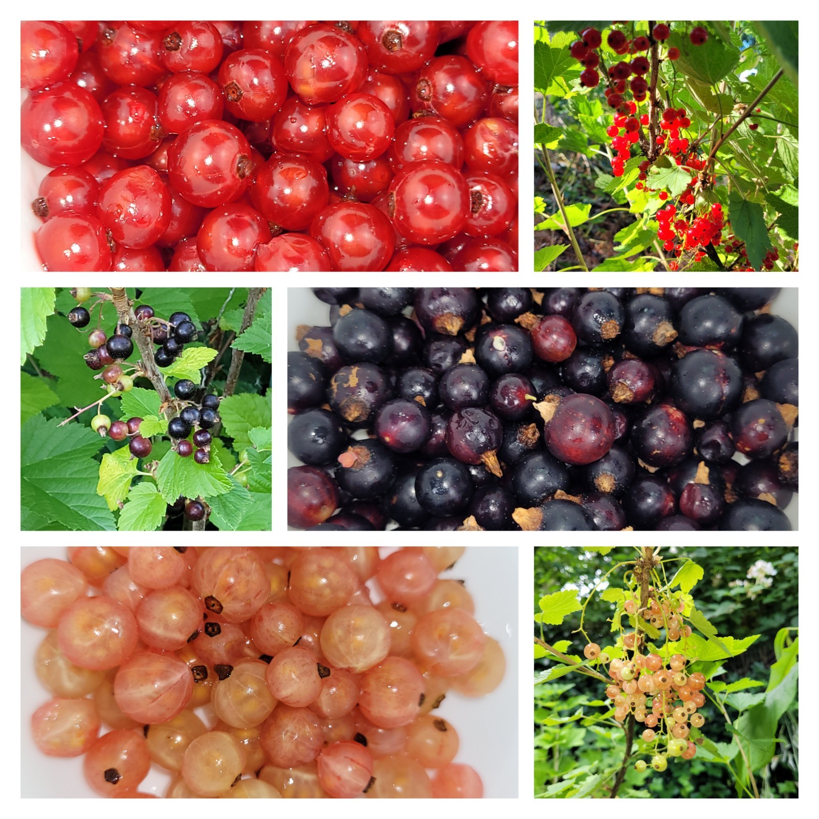 2 Pink 2 Black 2 Red Currant Fresh Cuttings Unrooted 6″-9″ Zones 3-8 Hardy