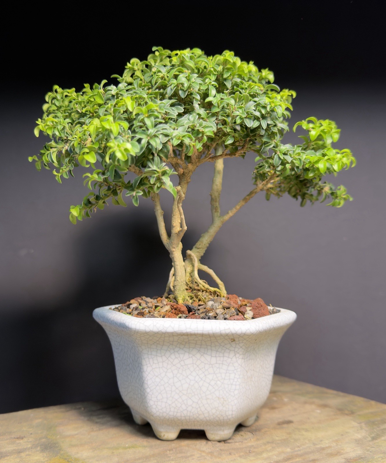 Bonsai Tree Kingsville Boxwood Shohin 12+ Years Old 9” Tall Crackle Glaze Pot