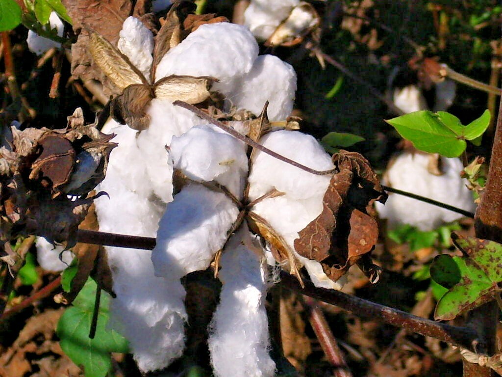 12 UPLAND COTTON SEEDS Gossypium hirsutum