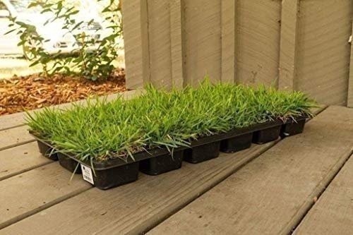 Zoysia | Sod Plugs | Zoysia japonica | Low Maintenance | Hardy | Landscape Plant
