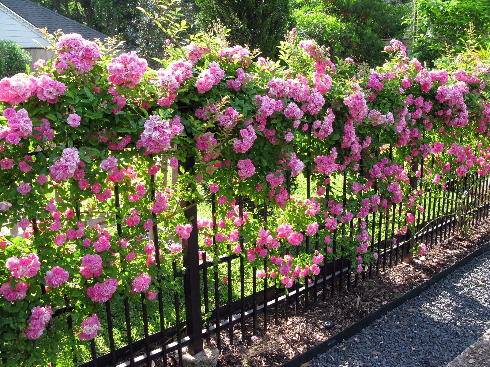Peggy Martin Climbing Rose – Live Plant – ( 1 QT )