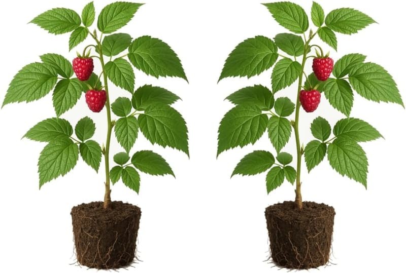 Raspberry Caroline Live Plants, 2-Pack – Full Sun, Fruit, USDA Zone 4-8, Outdoor