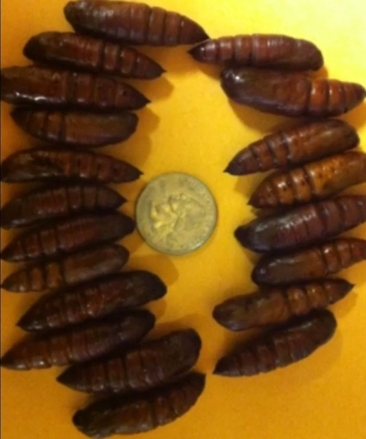 Catalpa Pupa, Start Catalpa Worms cycle on trees, Catfish Candy, Best fish bait!