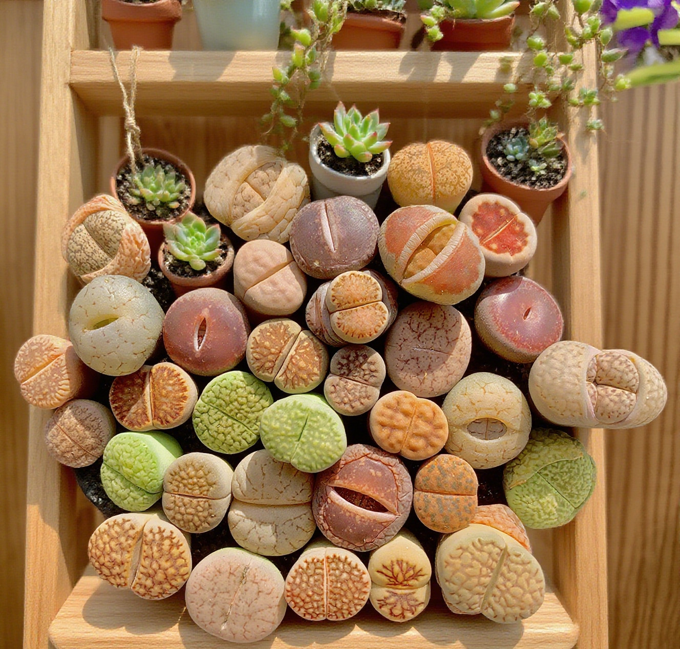 Random DIY Mix Boutique Large Lithops Rare Live Succulents Plants, Bare Root