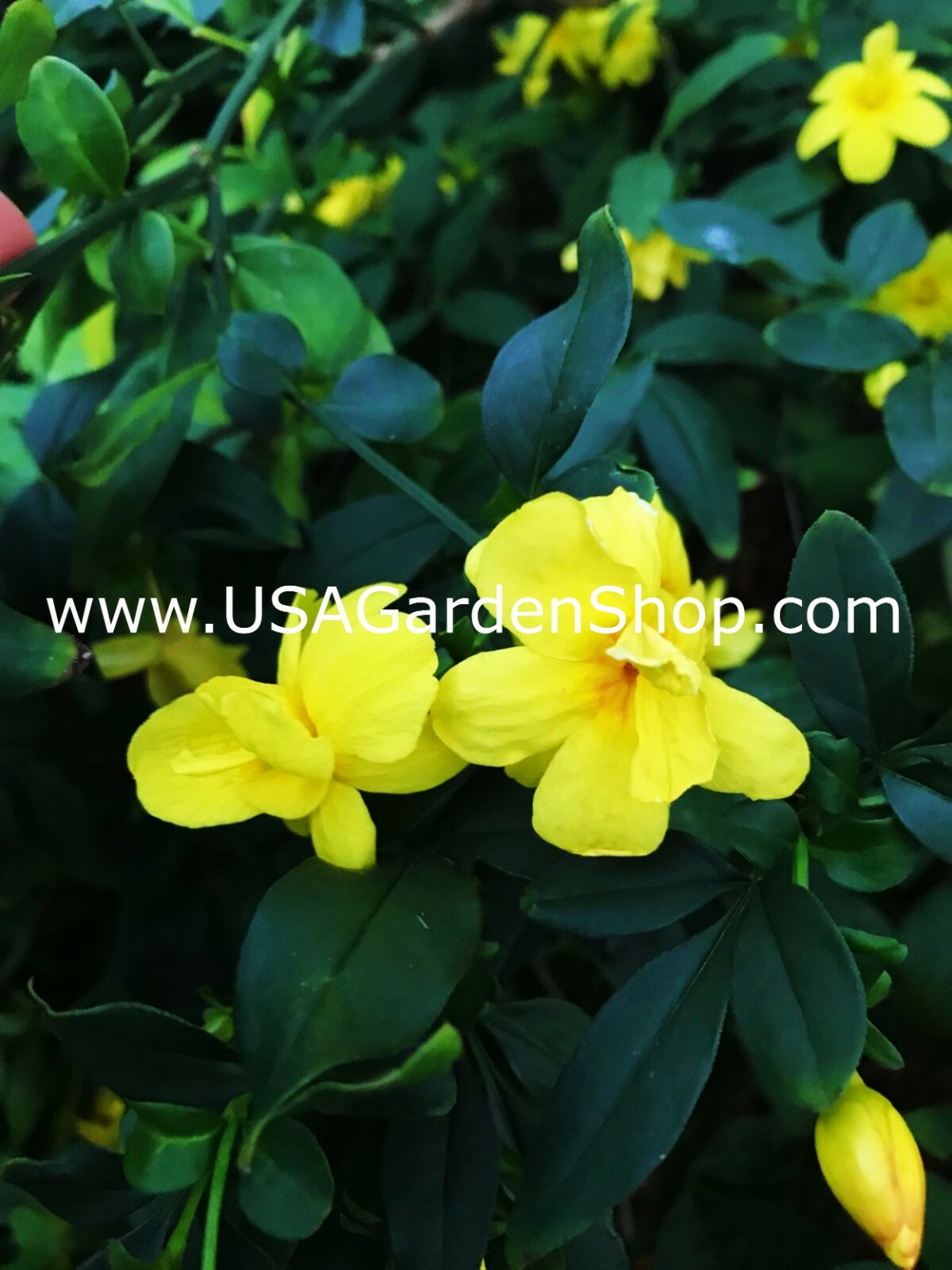 Jasminum mesnyi Sun Glo Hardy Yellow primrose Japanese Jasmine Mai Day 7cuttings