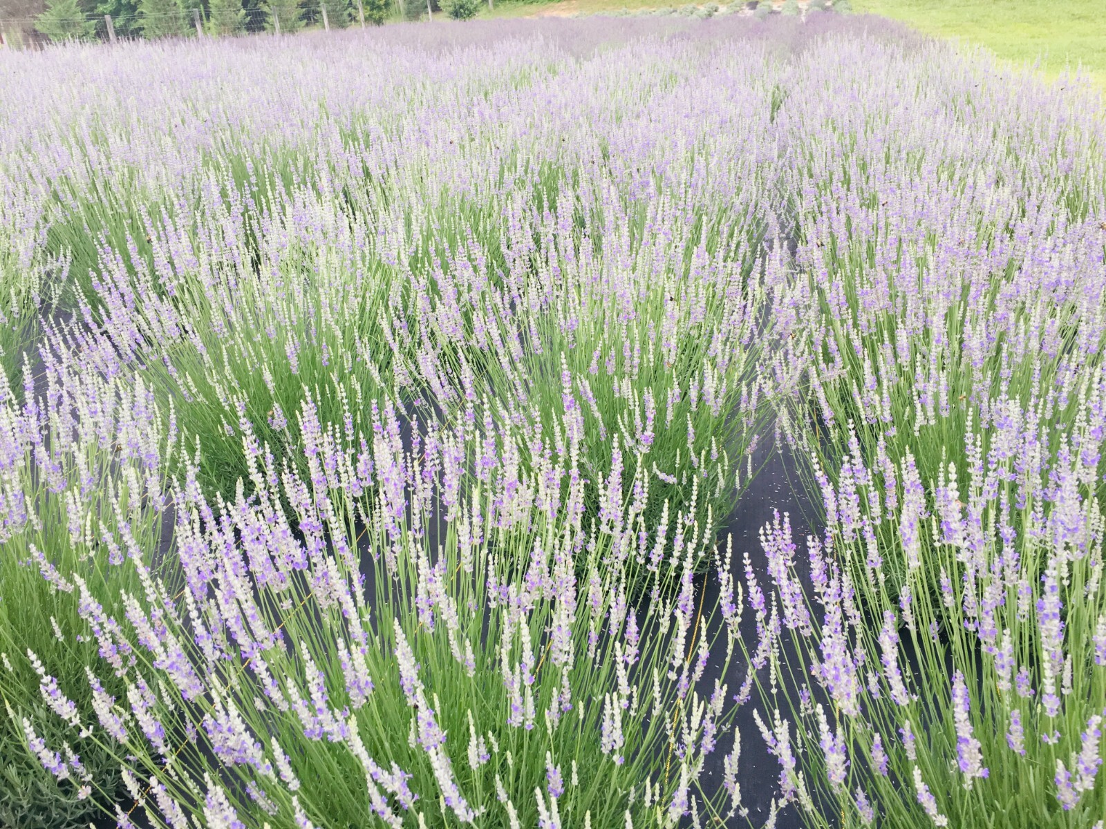 Provence Lavender Live Plant, Healthy Starter, Very Fragrant French Lavender