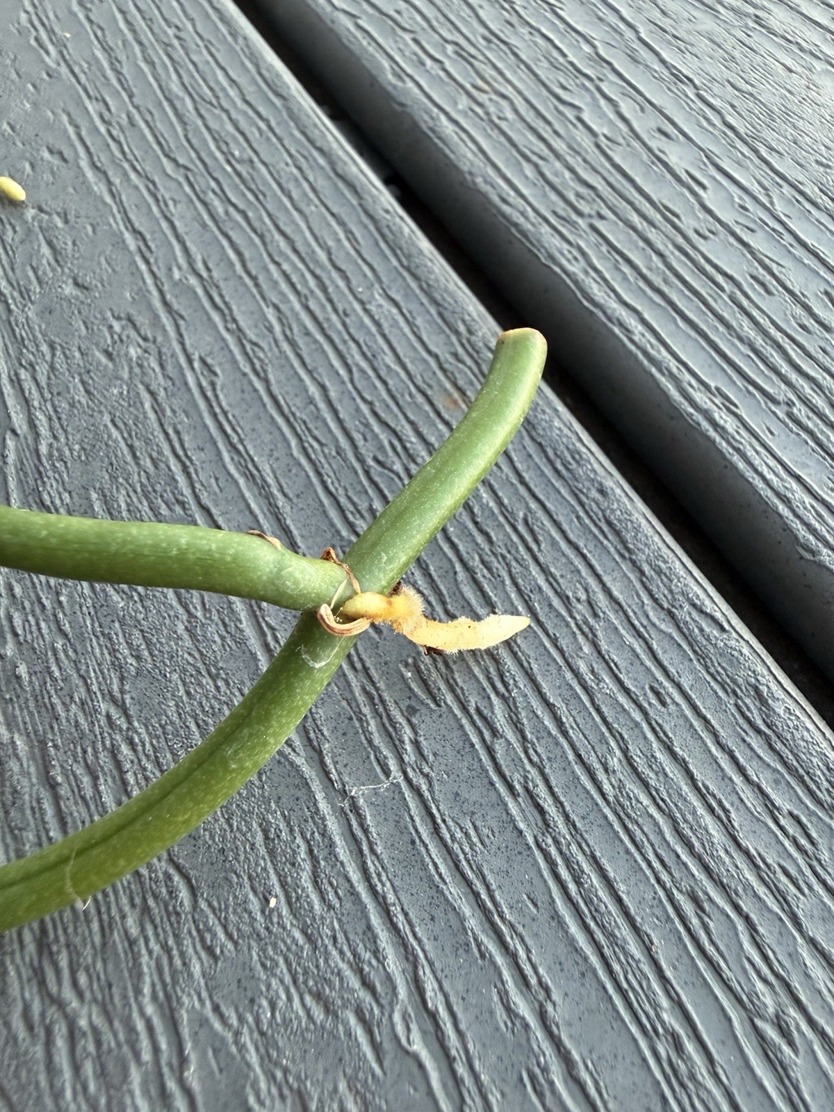 Vanilla Aphylla Leafless Orchid 6″ cutting RARE!