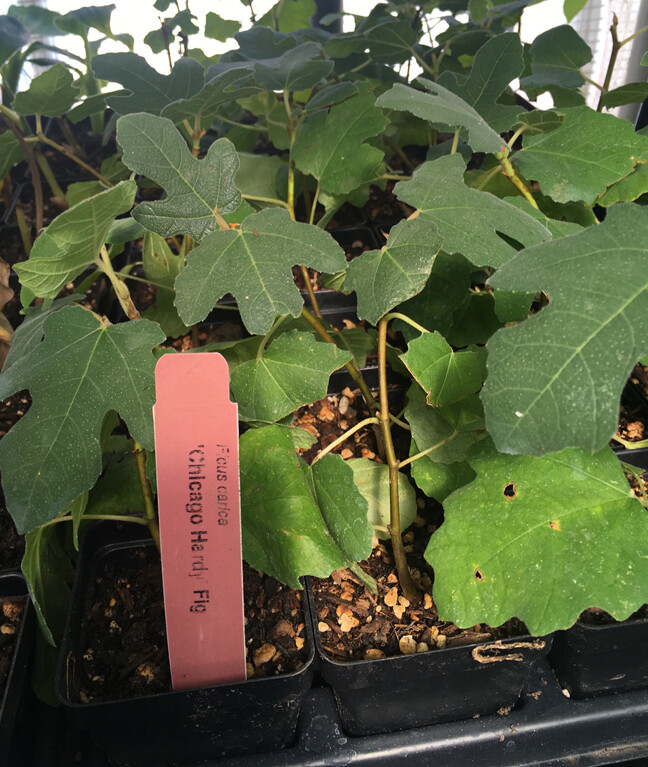 Chicago Hardy Fig Tree – Live Plant – Very Cold Hardy – Self Fertile