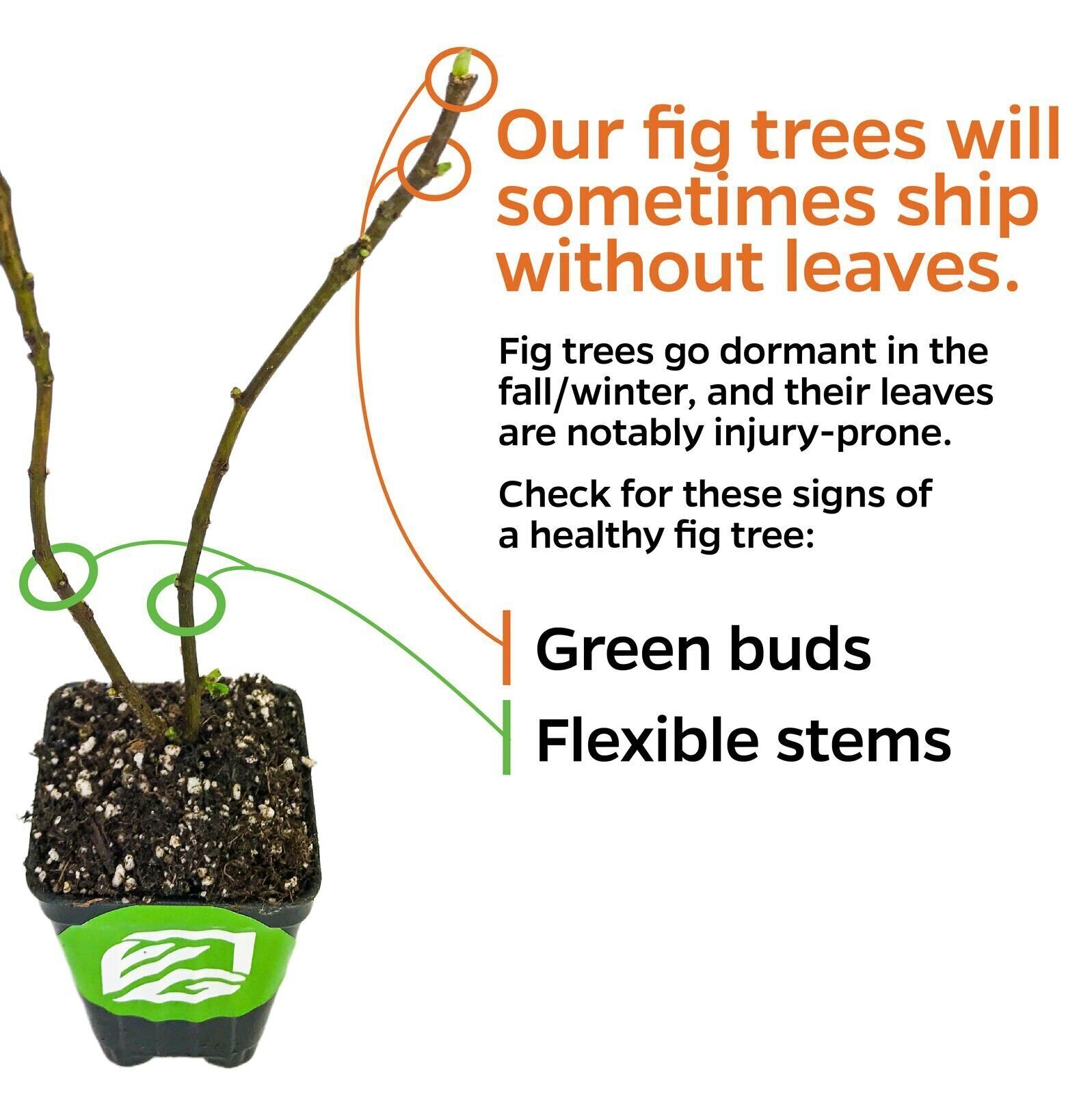 Celeste Fig (Honey/Sugar Fig) – Ficus carica – Live Plant