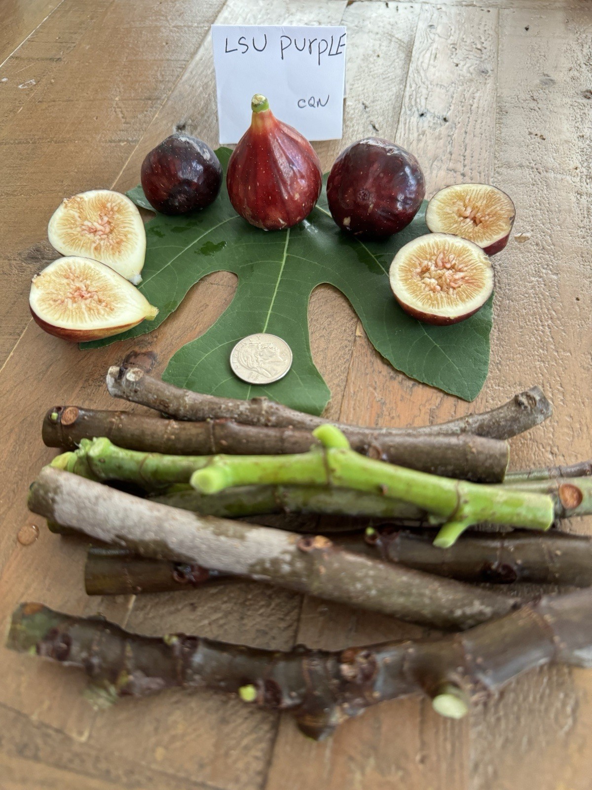 4 LSU Purple Fig Cuttings For Planting.
