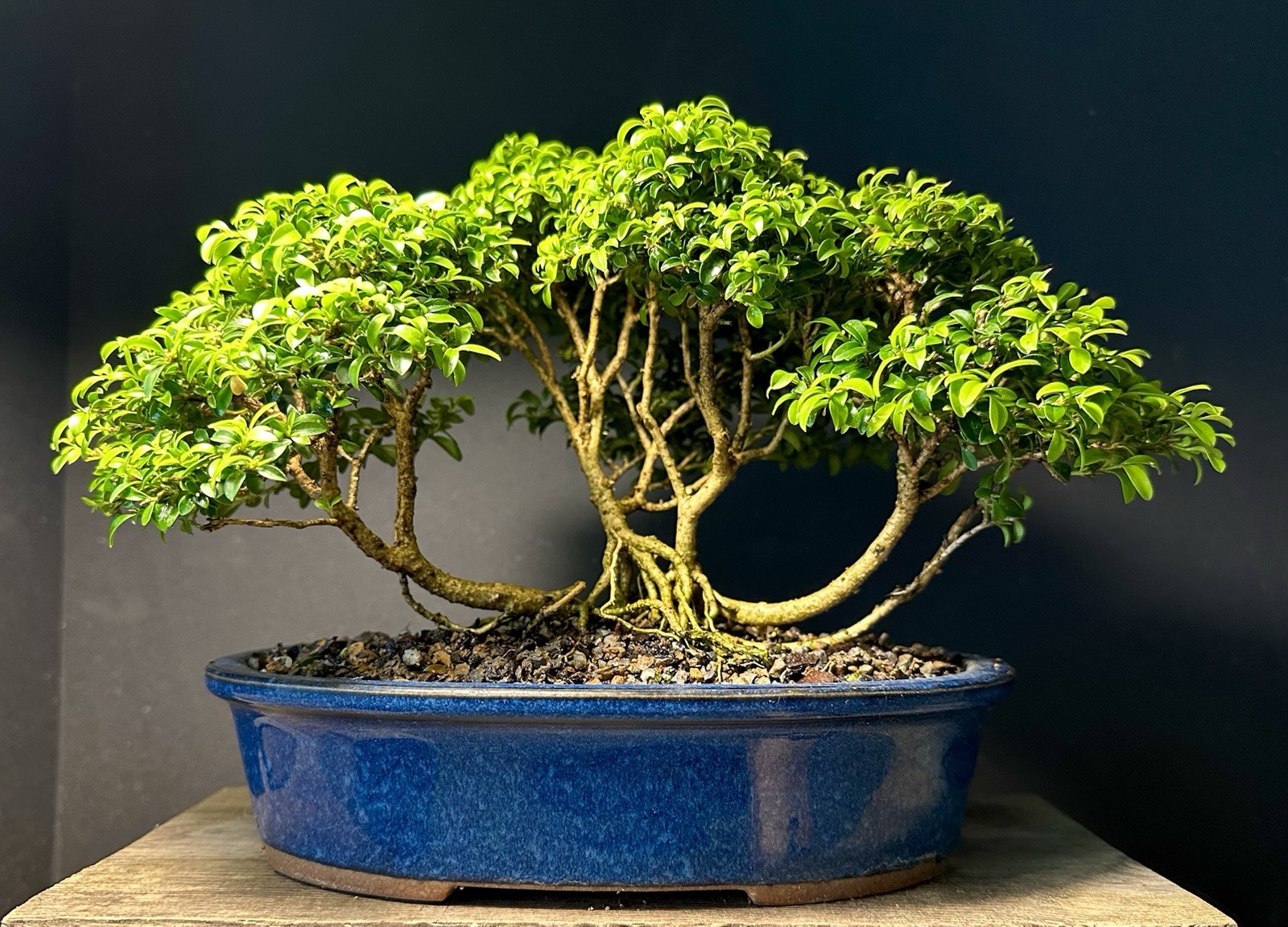 Bonsai Tree Kingsville Boxwood Forest Group 8” Tall Blue Glazed Japanese Pot