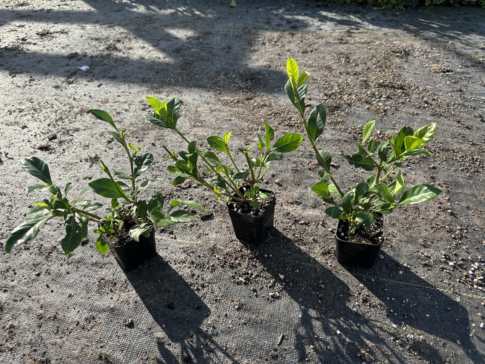 🌿 Pack of 3-Gardenia Veitchii 2″ Pots – 2 Years Old Plant 🌸