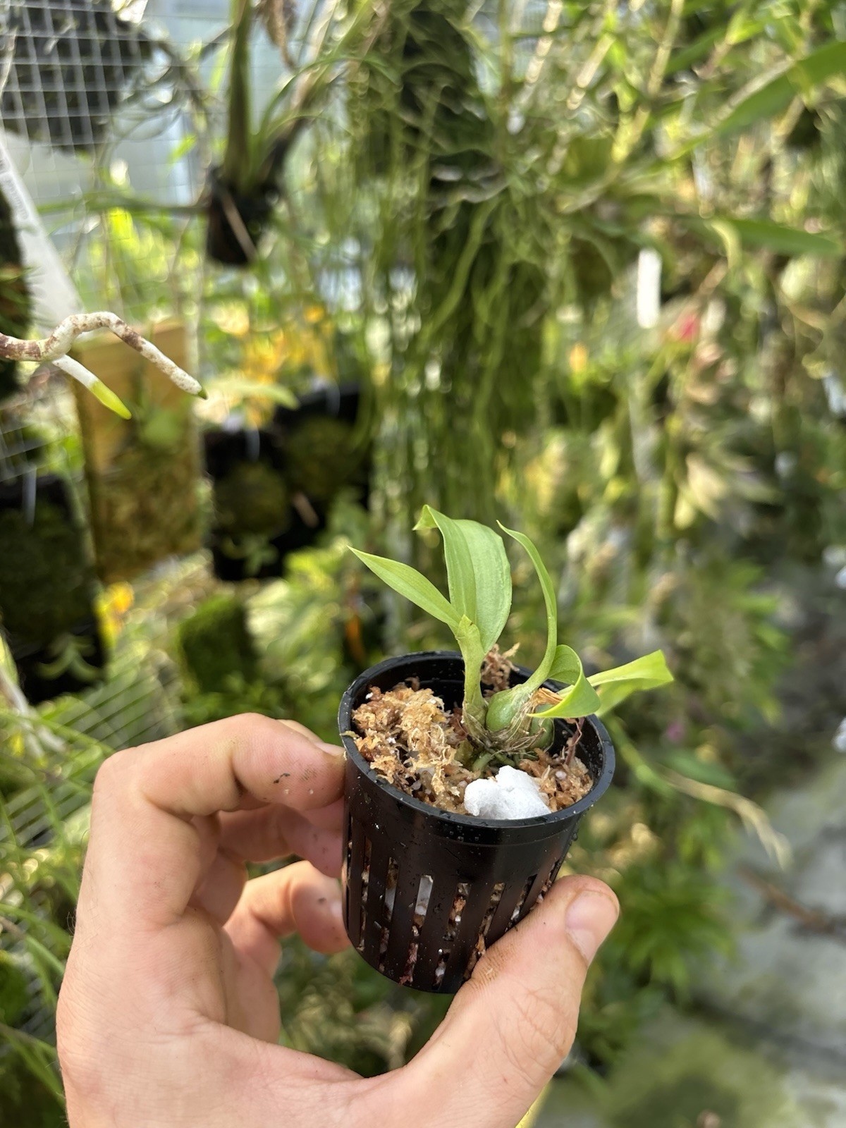 Stanhopea hernandezii Fragrant Mexican Orchid Species Seedling