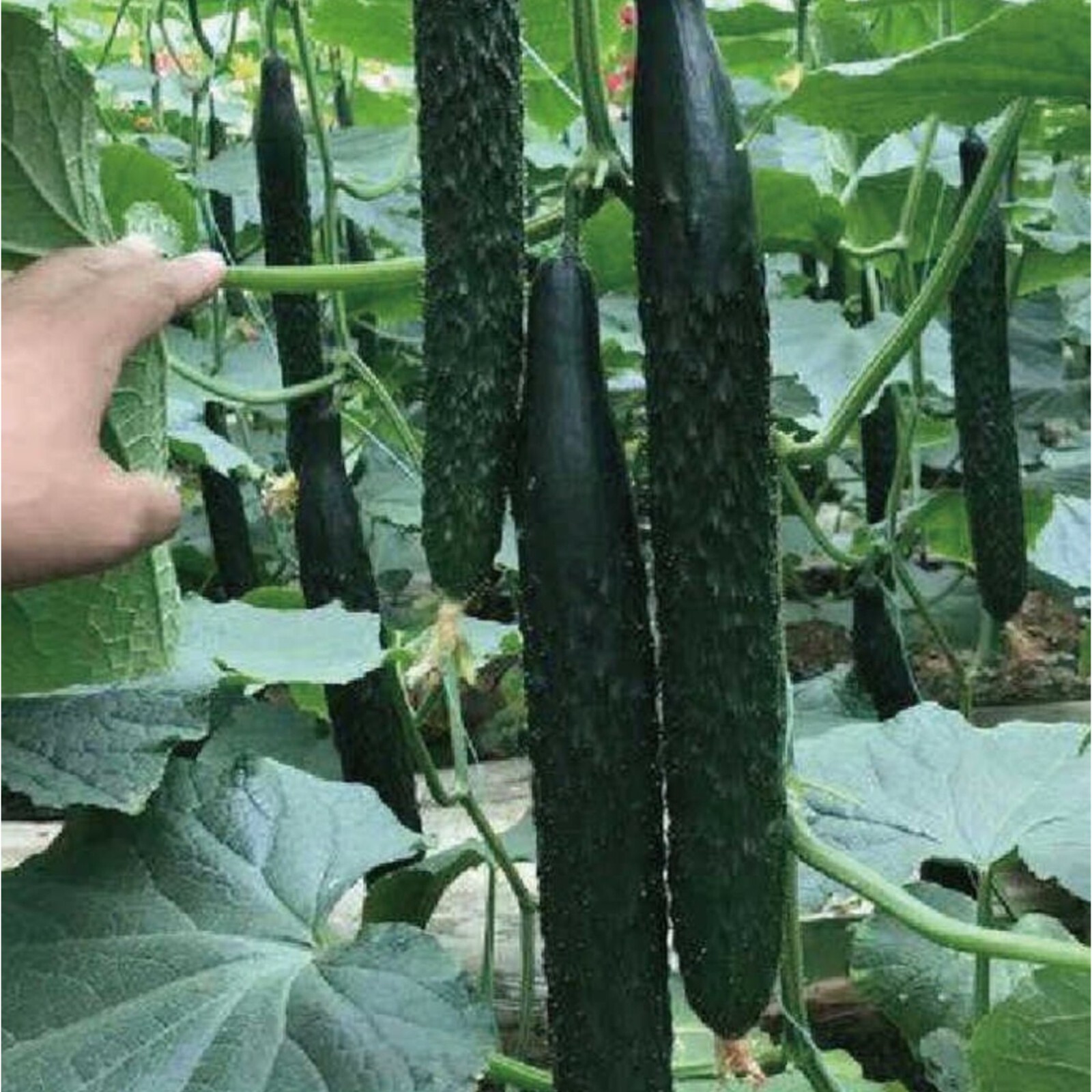 60 Asian Suyo Long Cucumber Seeds – Heirloom, Non-GMO, China Long Hybrid