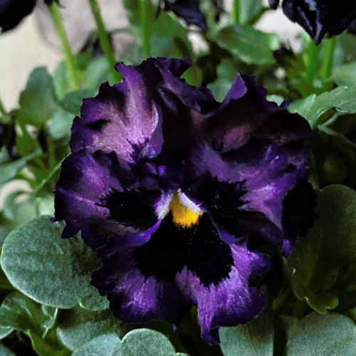 150+ Pansy Seeds (Viola) – Fragrant, Flower Seeds, Annual Seeds, Garden Seeds