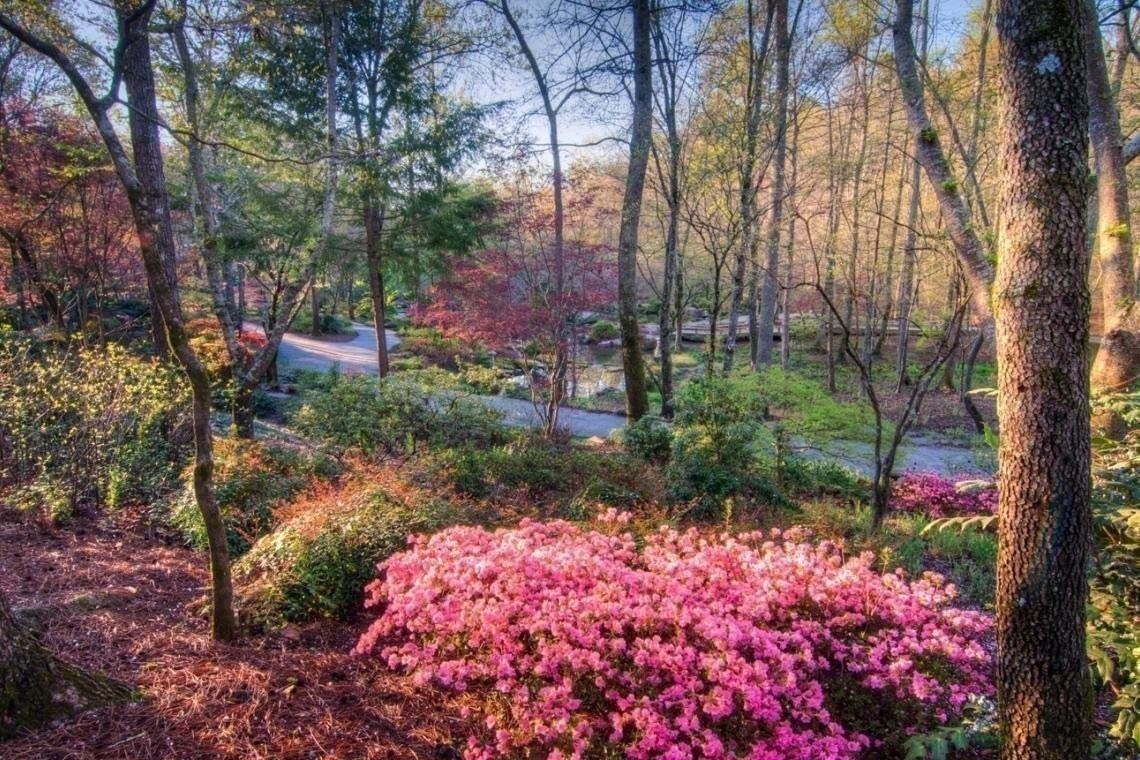 Azalea Prize | 2 Inch | Rhododendron | Spring Blooms | Evergreen Shrub Flowering