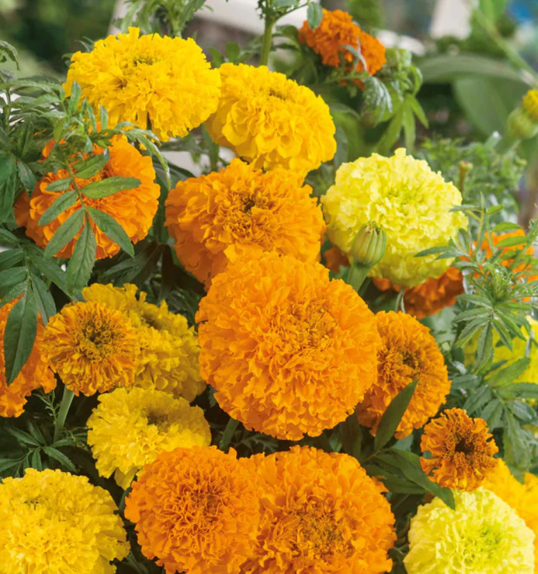 Marigold, African SUGAR & SPICE Double Beneficial Plant Non-GMO 100 Seeds