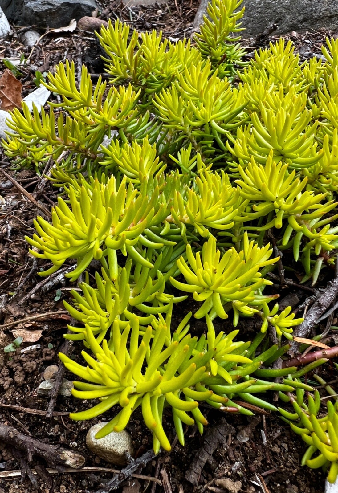 30 Sedum “Angelina Stonecrop Ground Cover Plants Cuttings Free Shipping