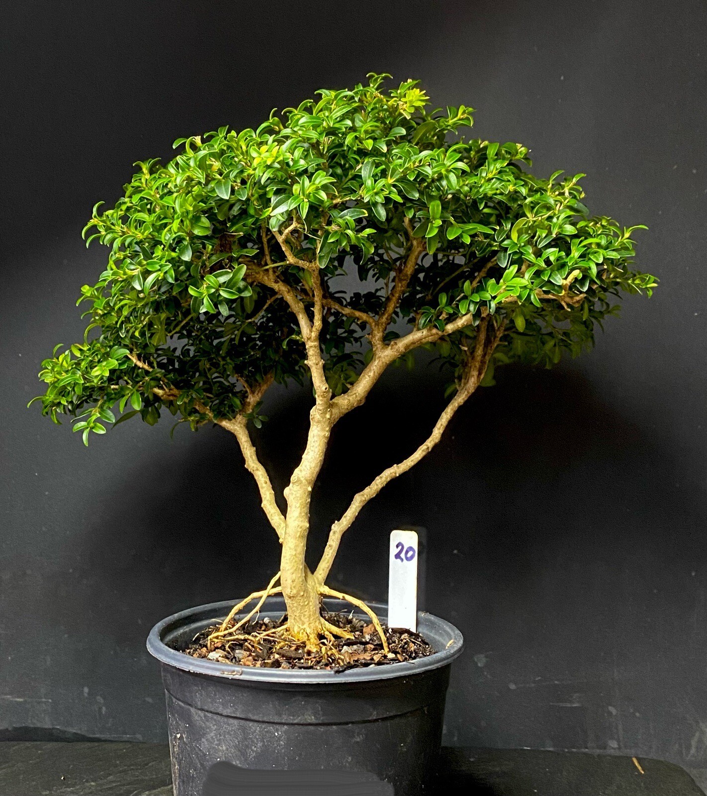 Bonsai Tree Kingsville Boxwood Pre Bonsai 16-18 Years Ready To Pot Up As Bonsai